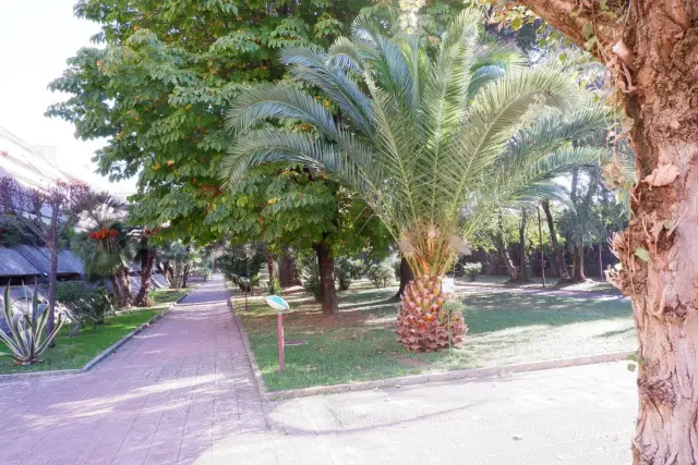insertion image