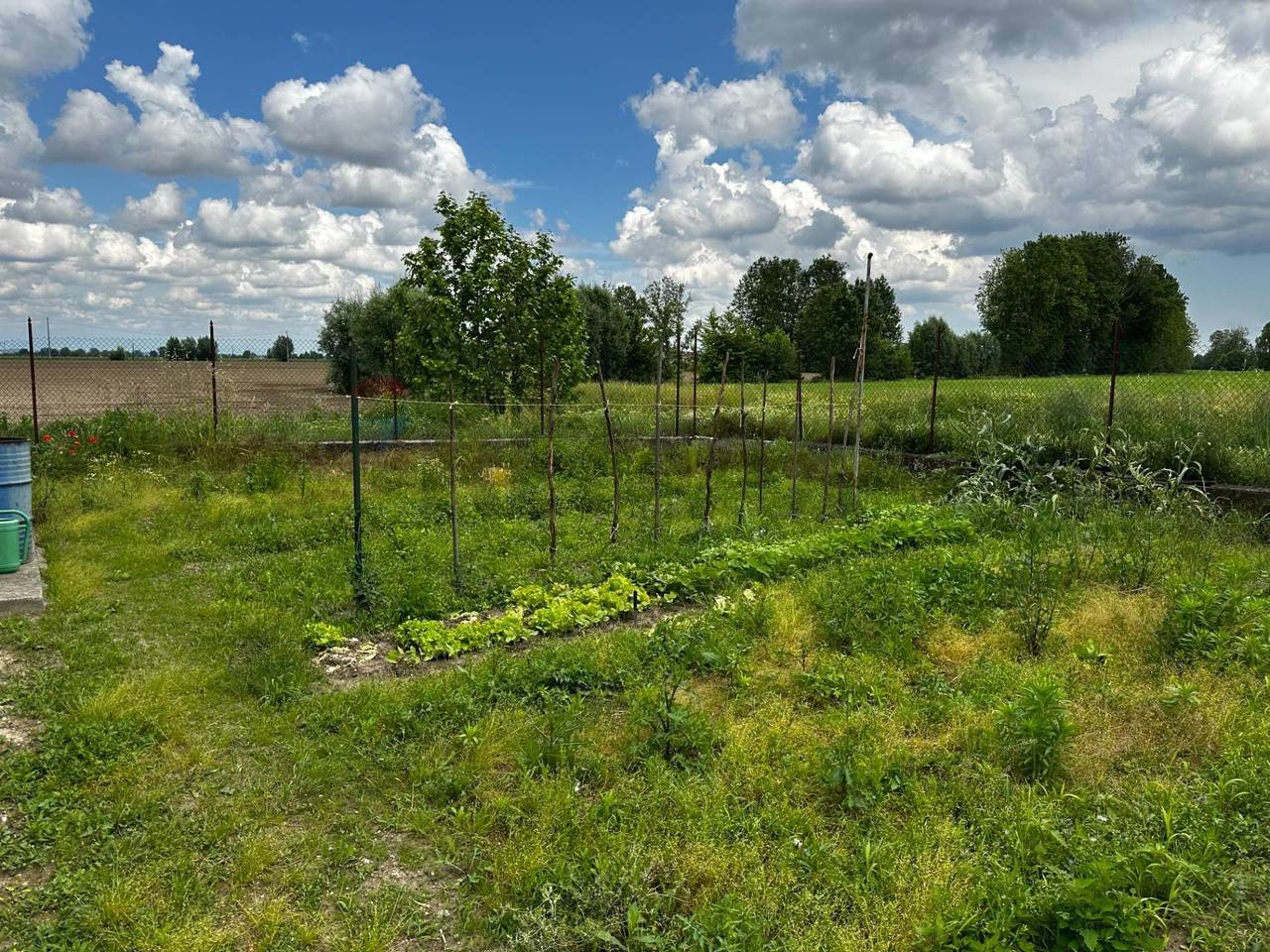 immagine annuncio 7 di 14