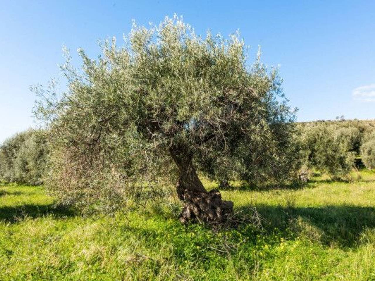 immagine annuncio 8 di 10