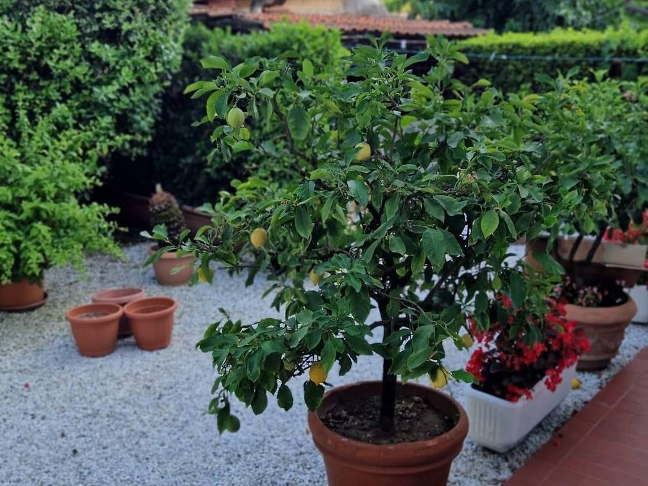 immagine annuncio 2 di 13