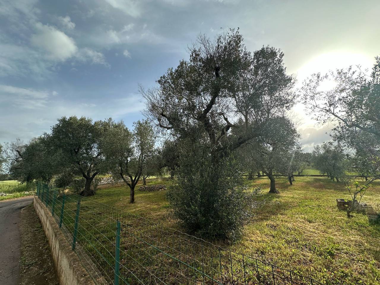 immagine annuncio 11 di 15