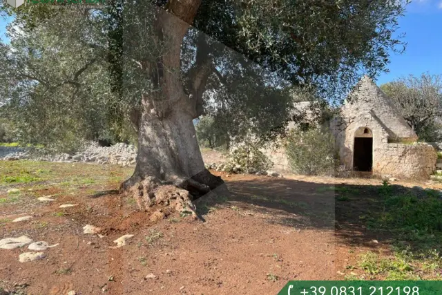 insertion image