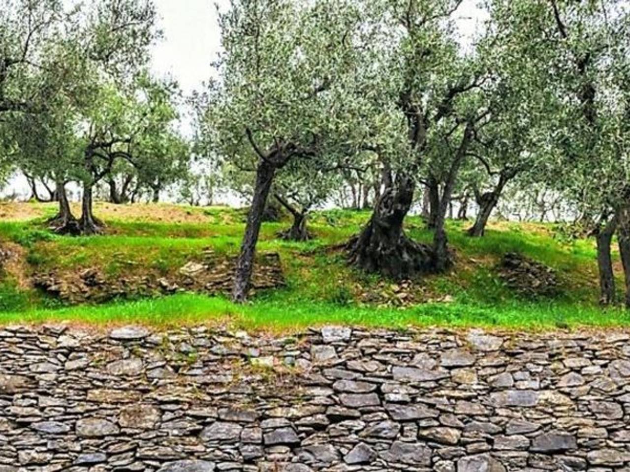 immagine annuncio 2 di 7