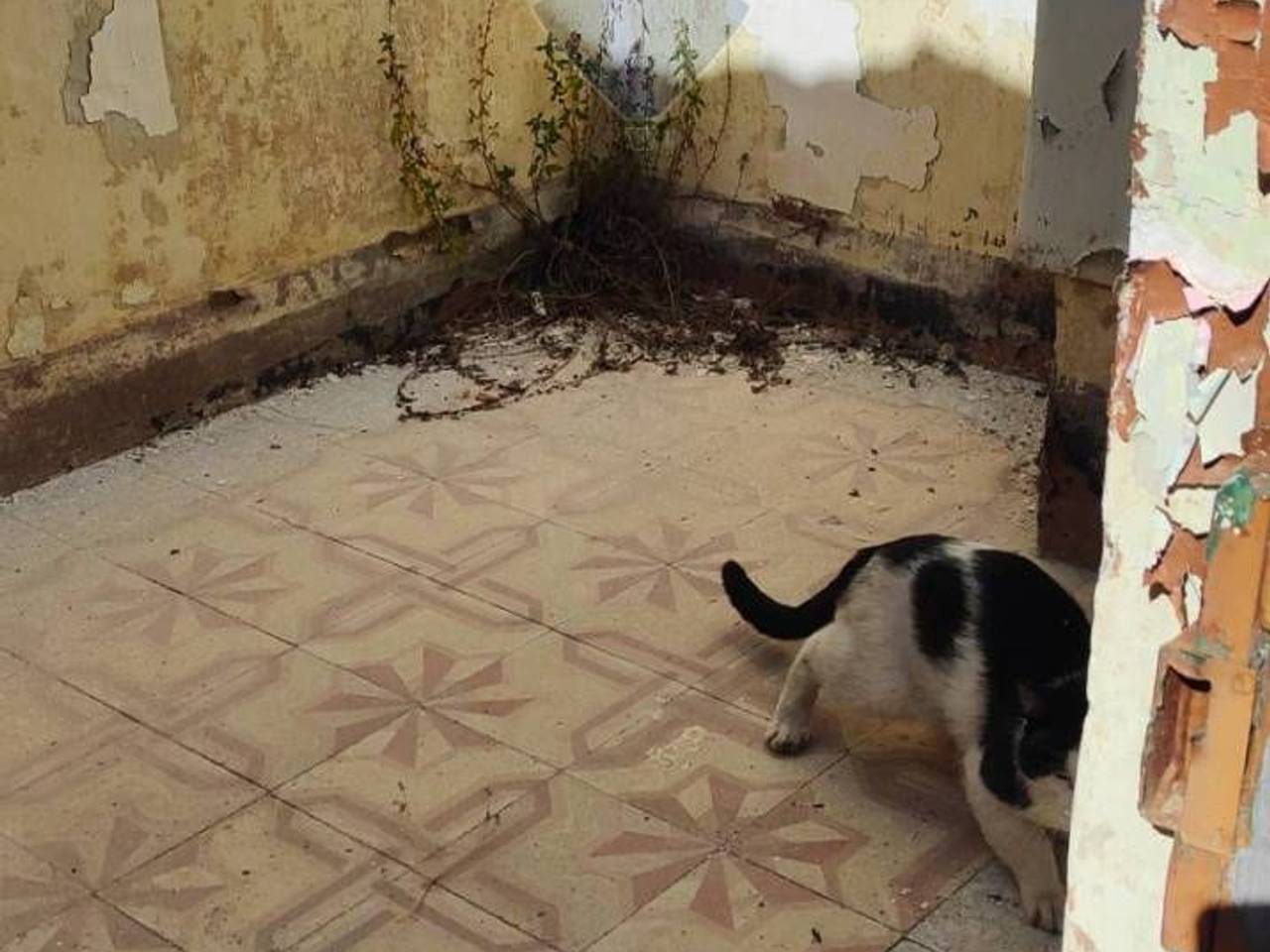 immagine annuncio 4 di 14