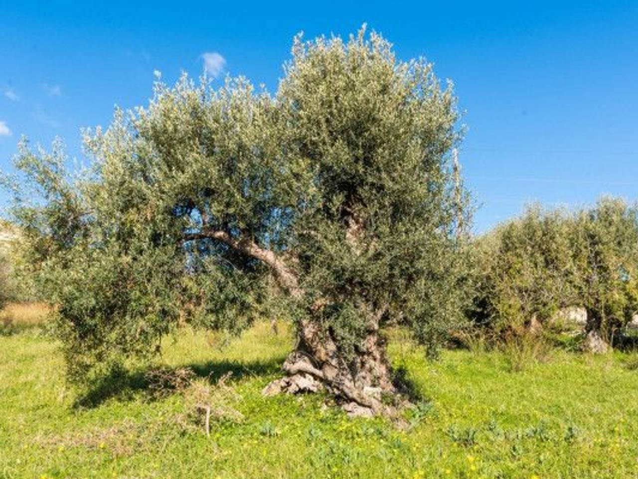 immagine annuncio 7 di 10