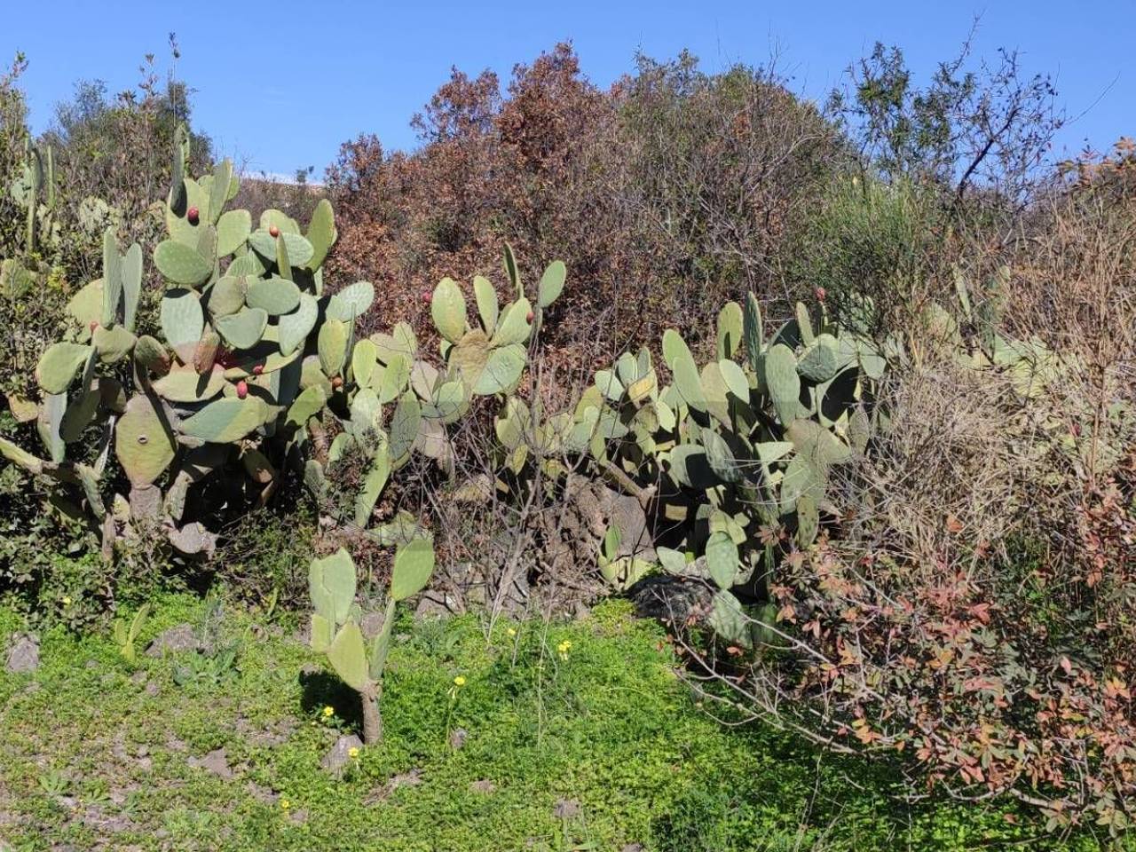 immagine annuncio 5 di 12