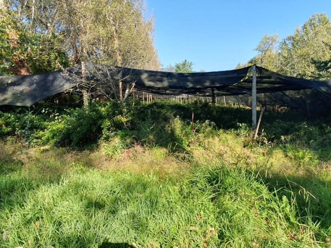 immagine annuncio 5 di 9