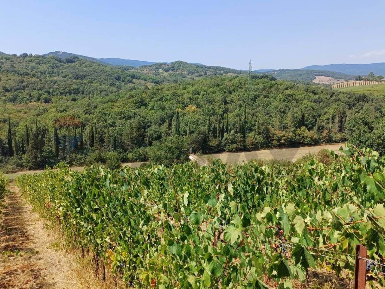 immagine annuncio 3 di 6