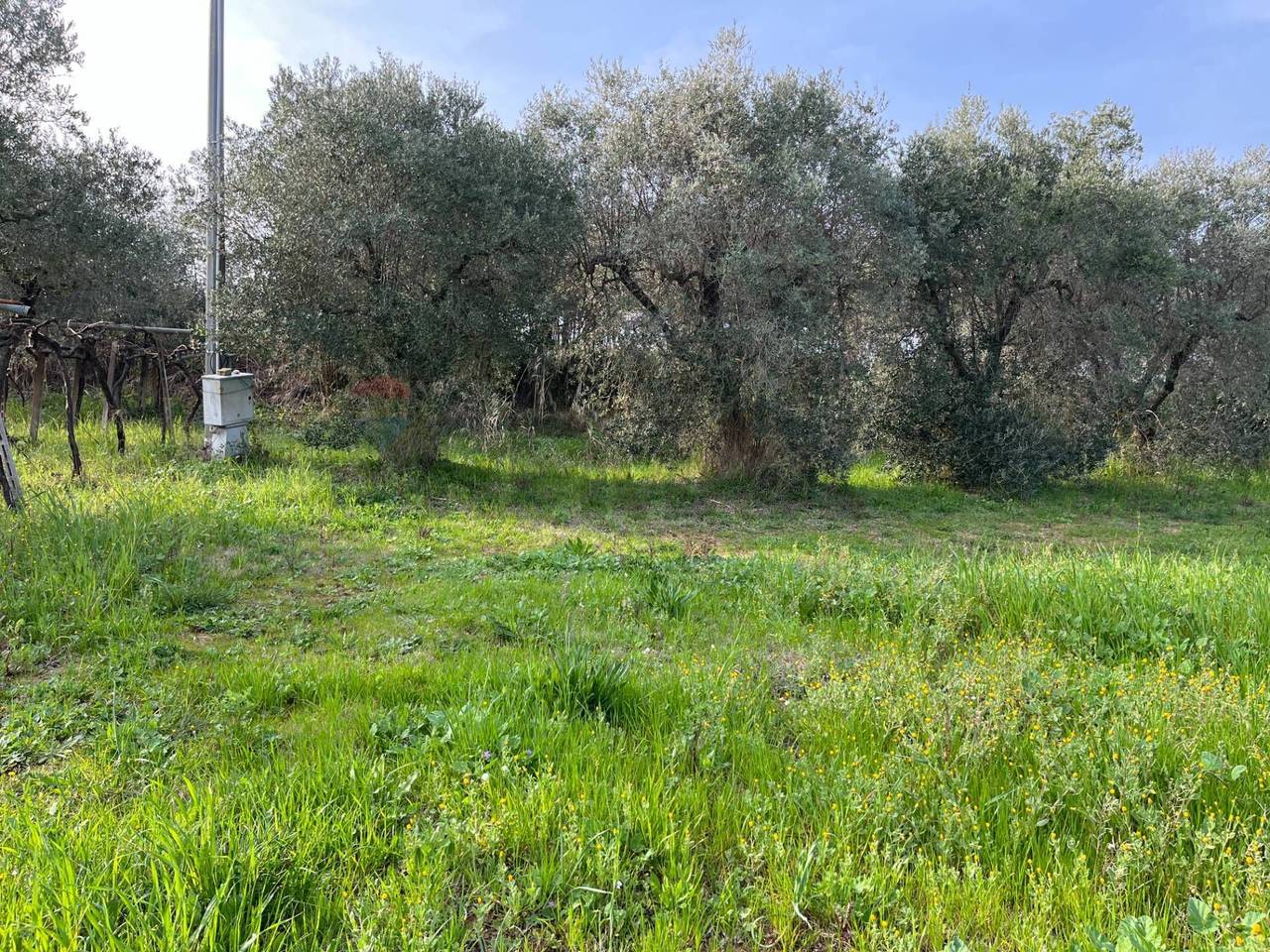 immagine annuncio 5 di 6