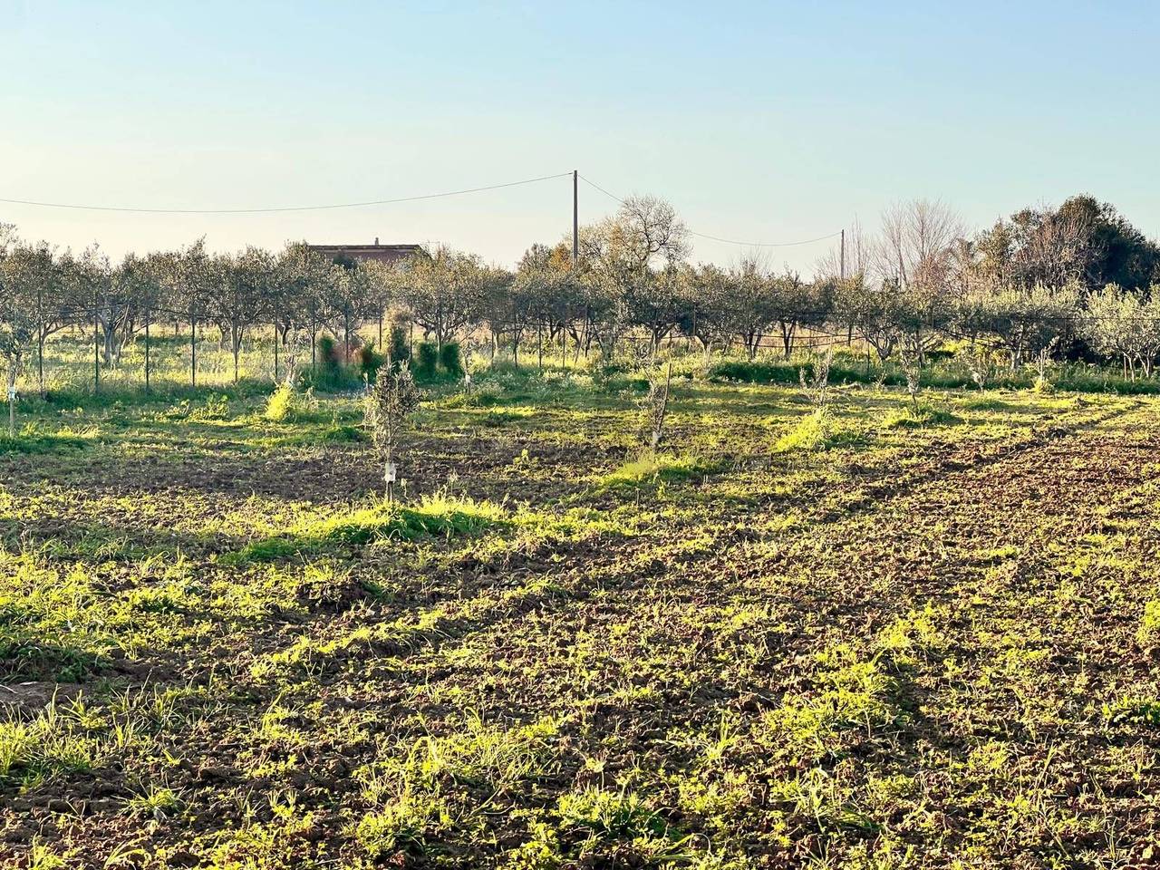 immagine annuncio 6 di 8