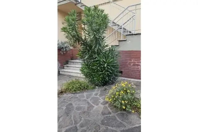 insertion image