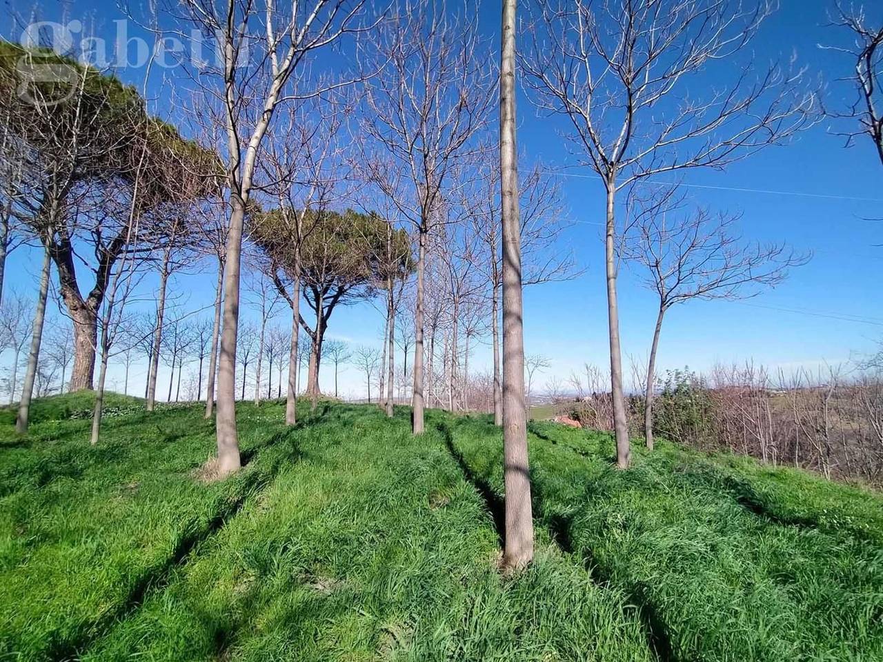 immagine annuncio 5 di 6