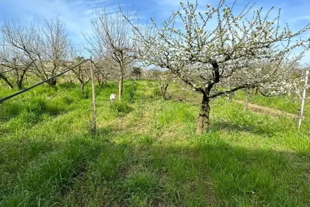 Terreno agricolo in Via Ripuaria, Giugliano in Campania - Foto 1