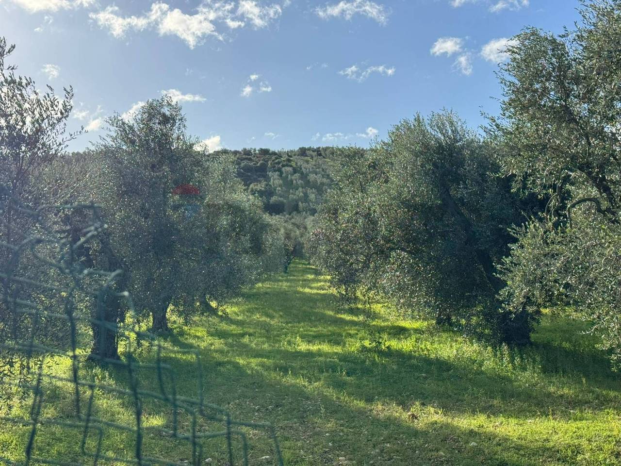 immagine annuncio 9 di 12