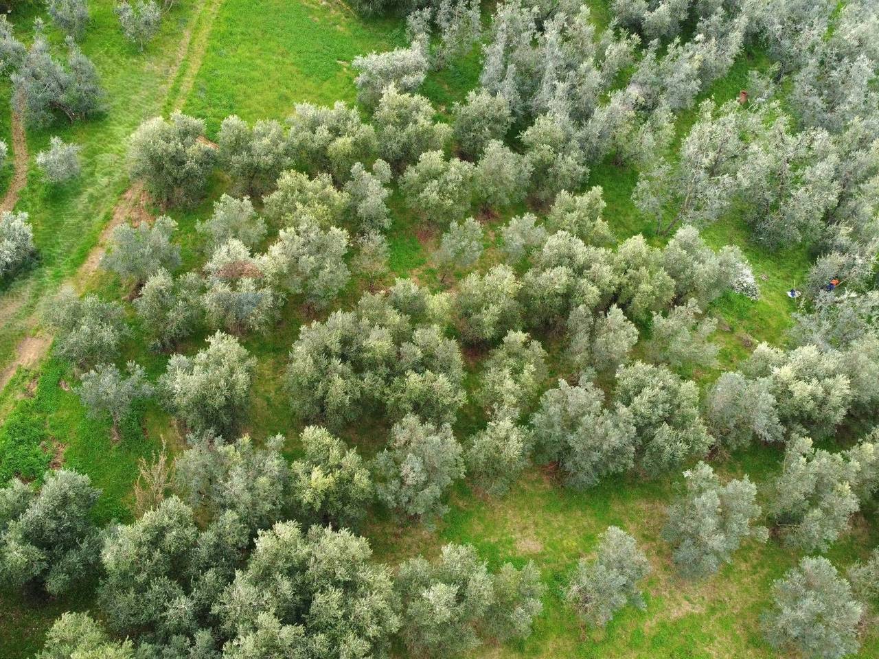 immagine annuncio 6 di 13