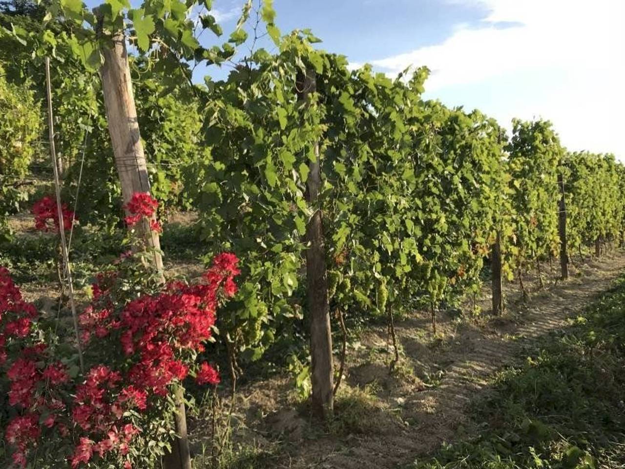 immagine annuncio 5 di 14