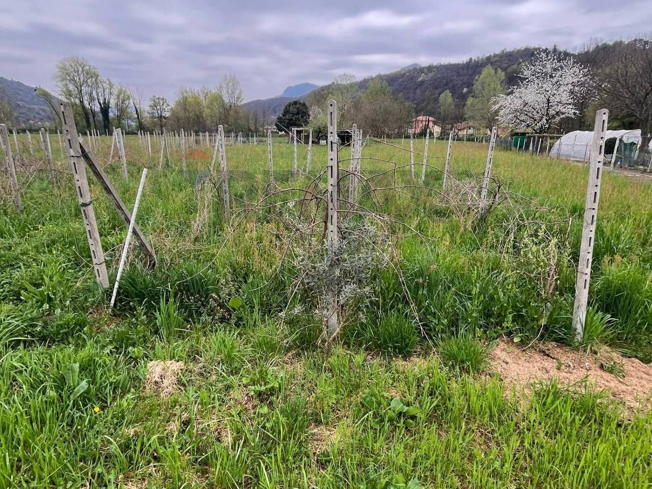 immagine annuncio 3 di 12