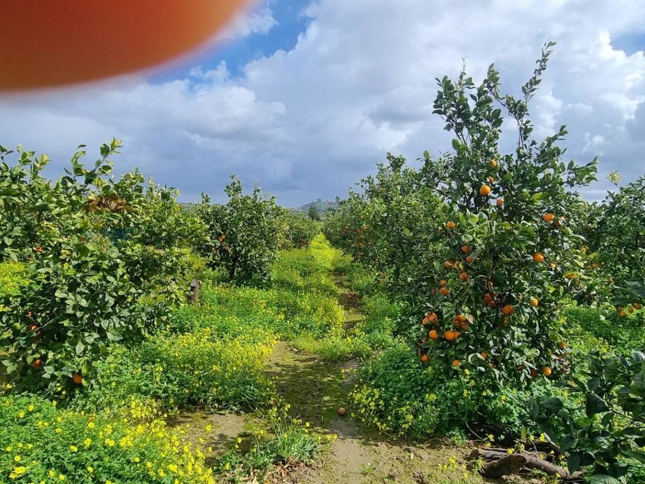 immagine annuncio 6 di 12