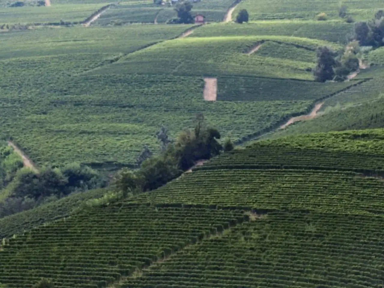 Azienda agricola in  Alba, Alba, {3} - Foto 2