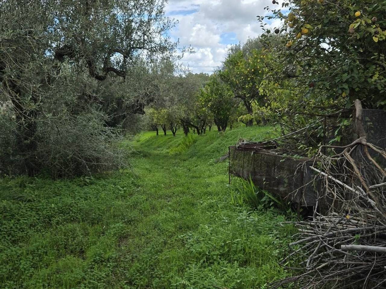 immagine annuncio 5 di 15