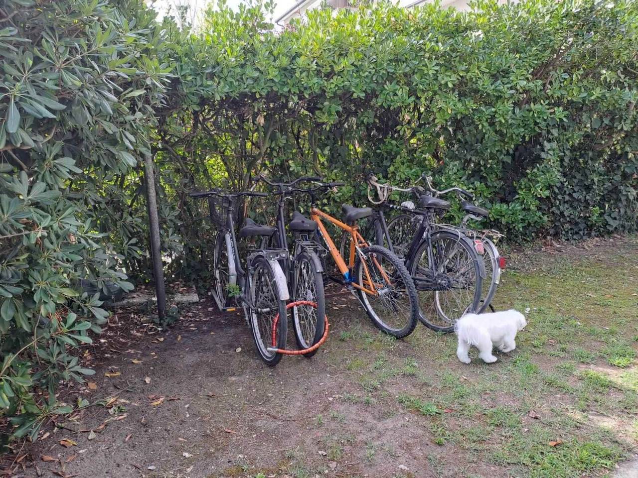 immagine annuncio 2 di 15