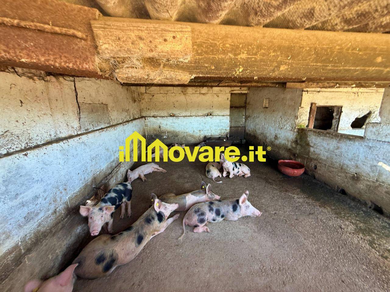 immagine annuncio 12 di 15