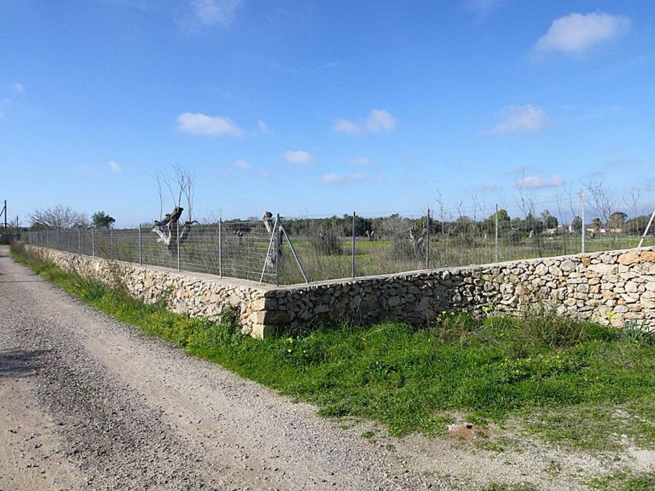 immagine annuncio 12 di 15