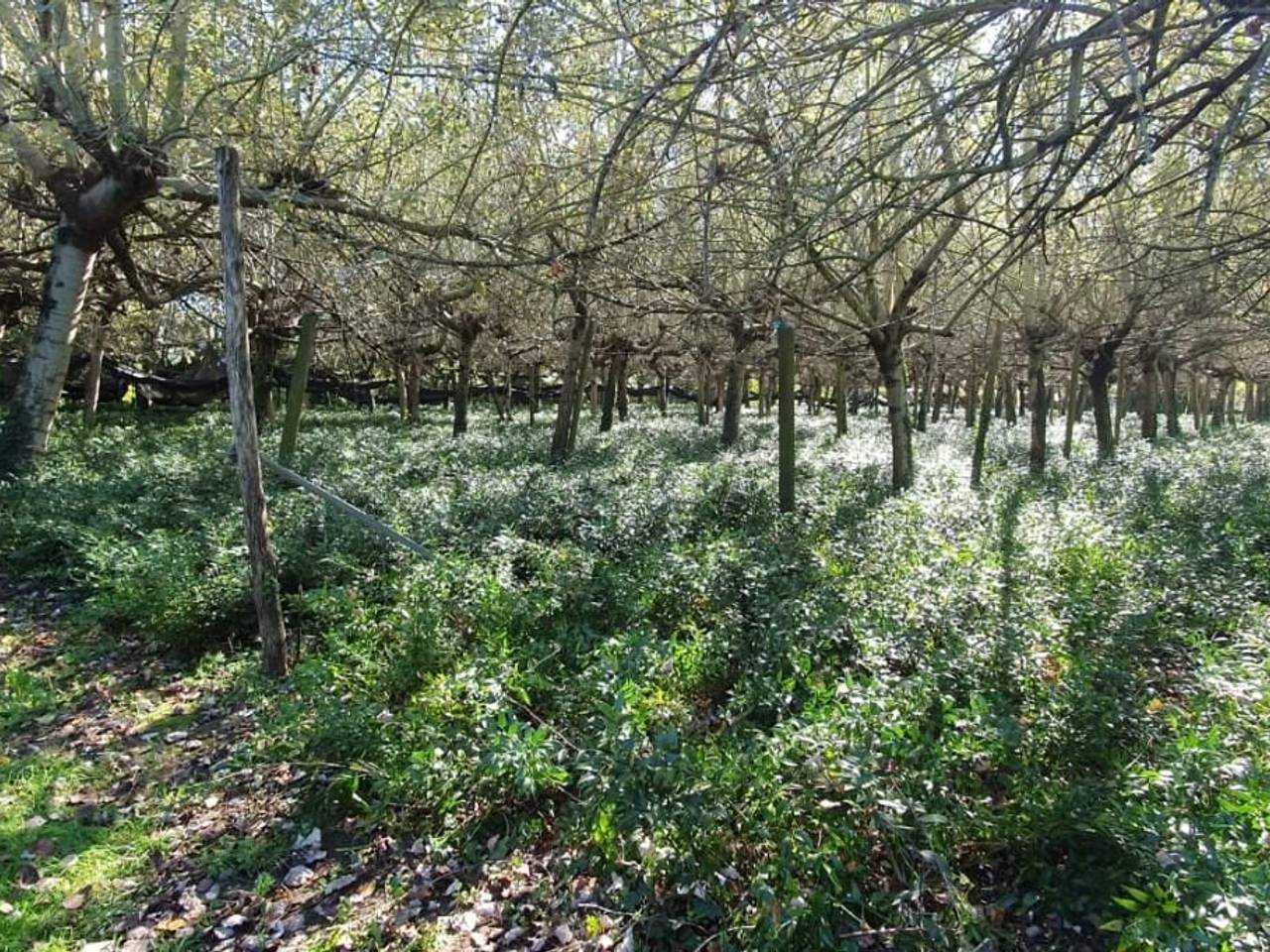 immagine annuncio 4 di 9