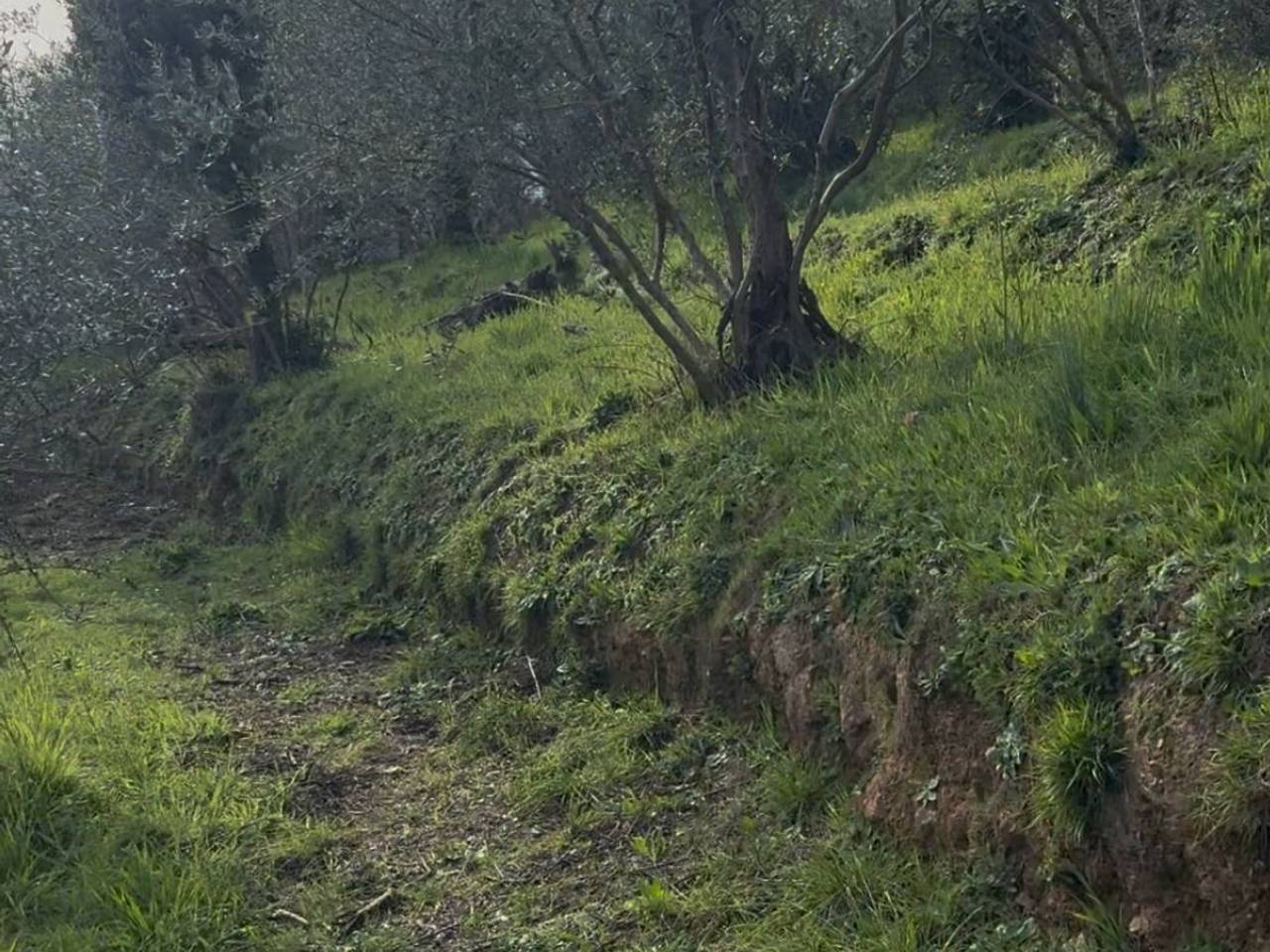 immagine annuncio 11 di 13