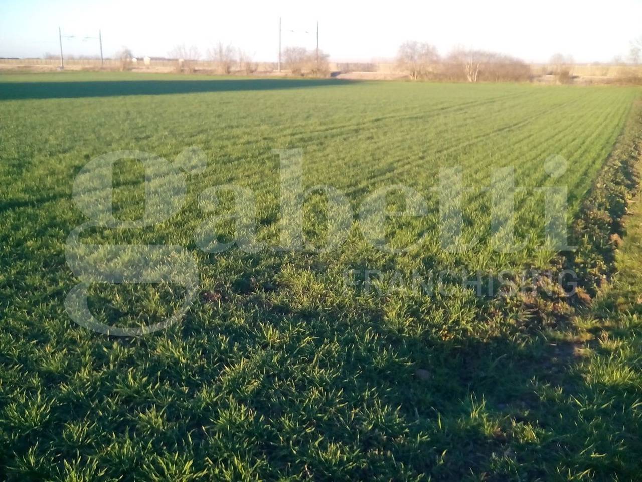 immagine annuncio 6 di 12