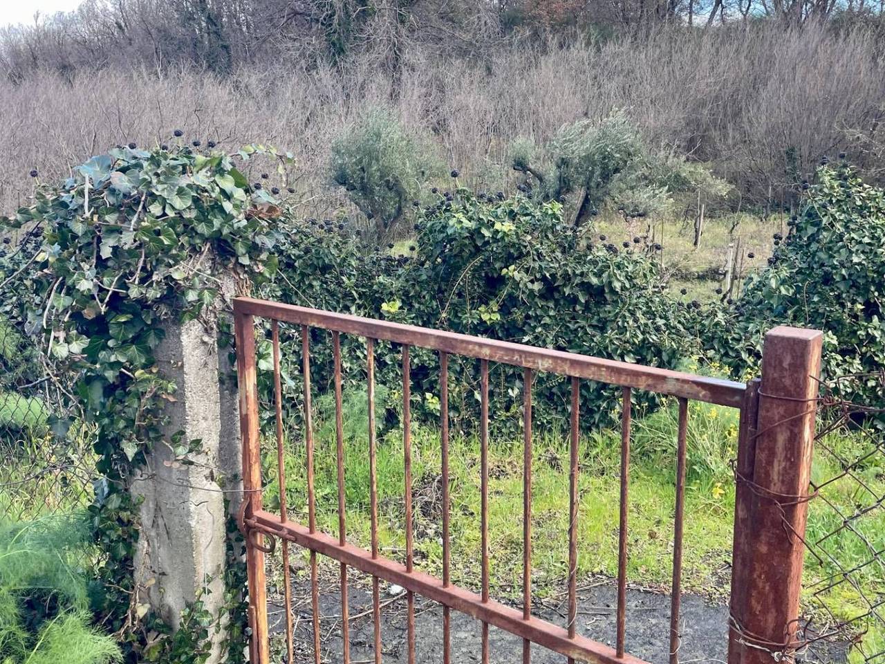 immagine annuncio 13 di 15