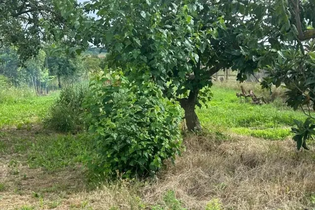 Casa indipendente, Casciana Terme Lari - Foto 1