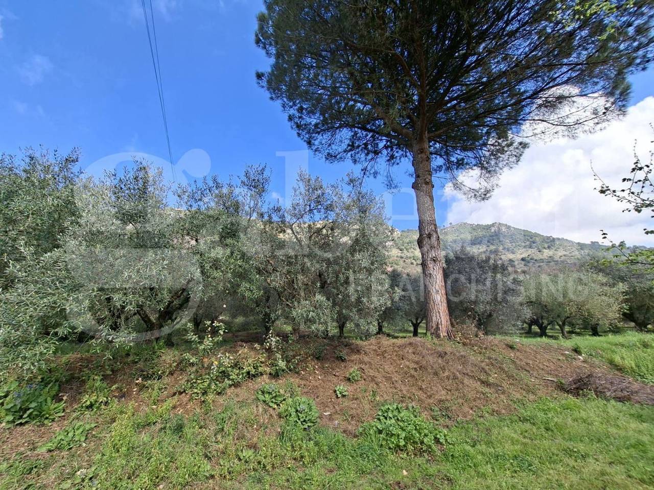 immagine annuncio 1 di 8