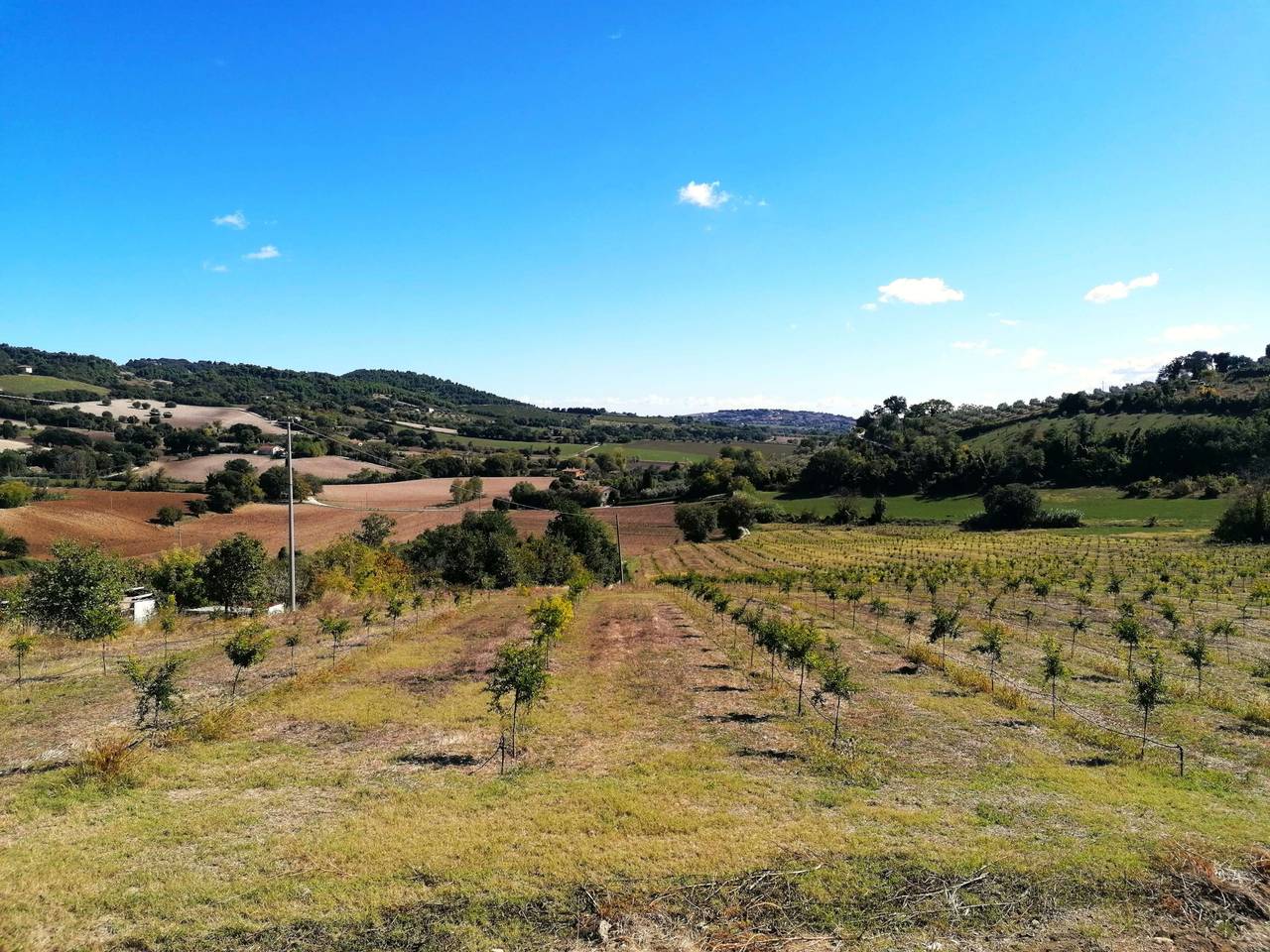 immagine annuncio 6 di 8