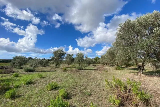 Terreno agricolo, Alghero - Foto 1