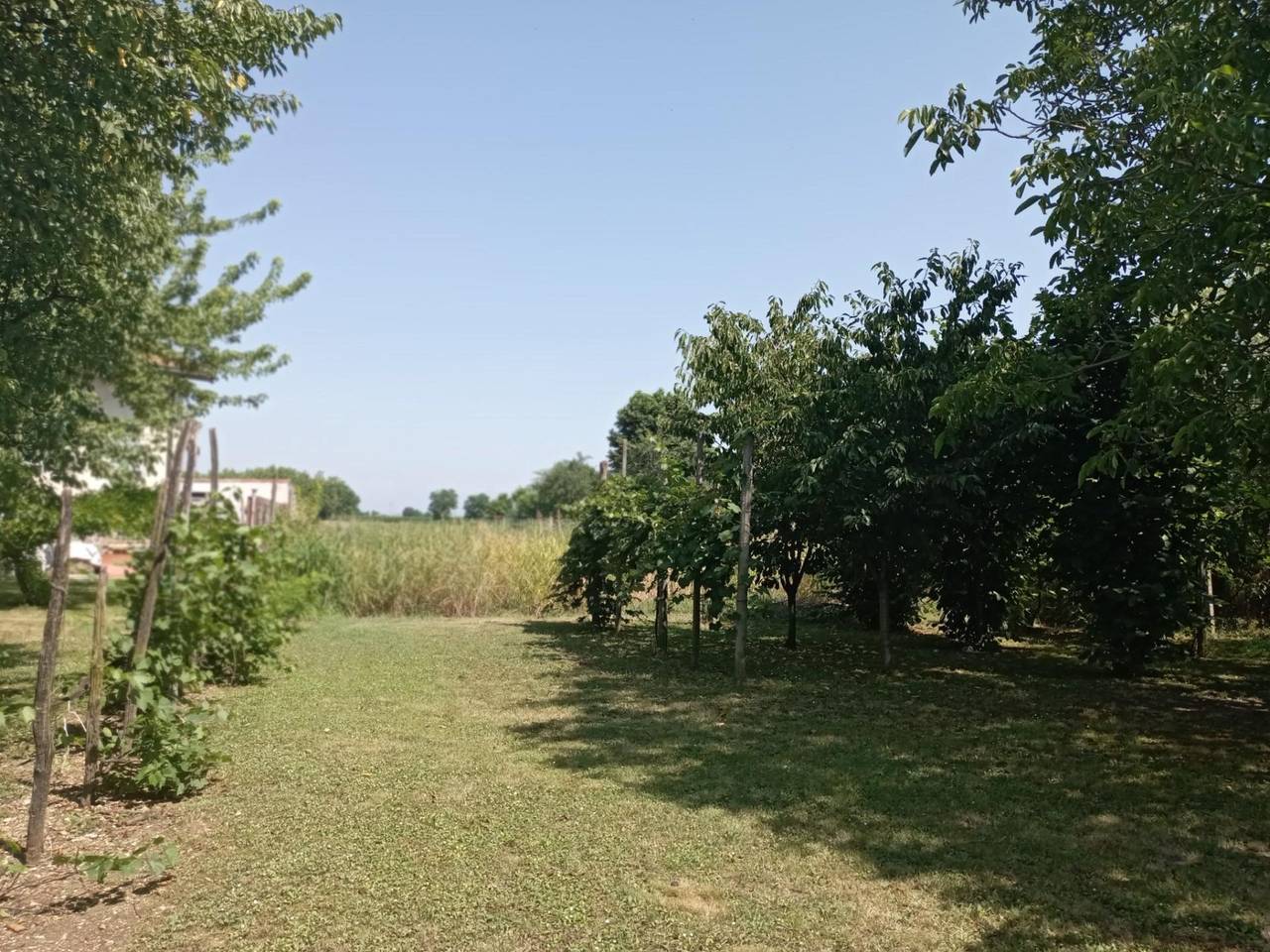 immagine annuncio 7 di 12