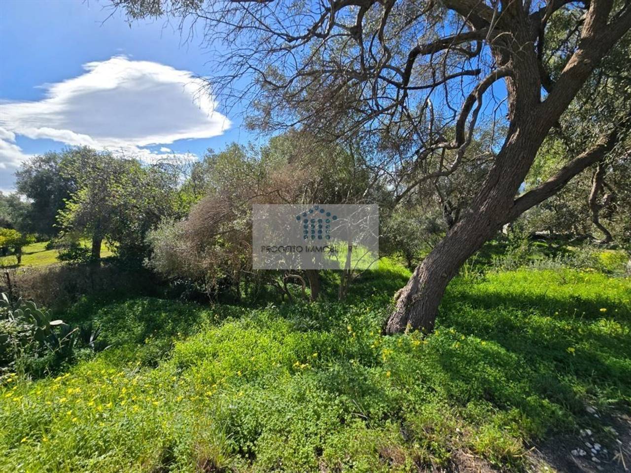 immagine annuncio 3 di 6