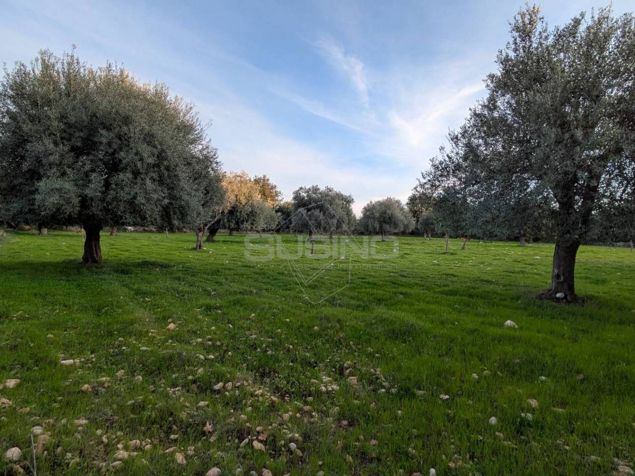 immagine annuncio 11 di 14
