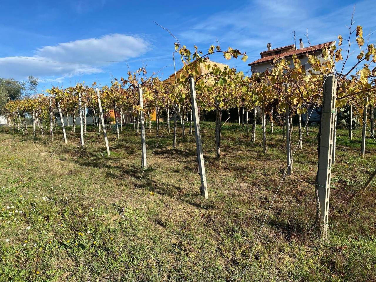 immagine annuncio 2 di 7