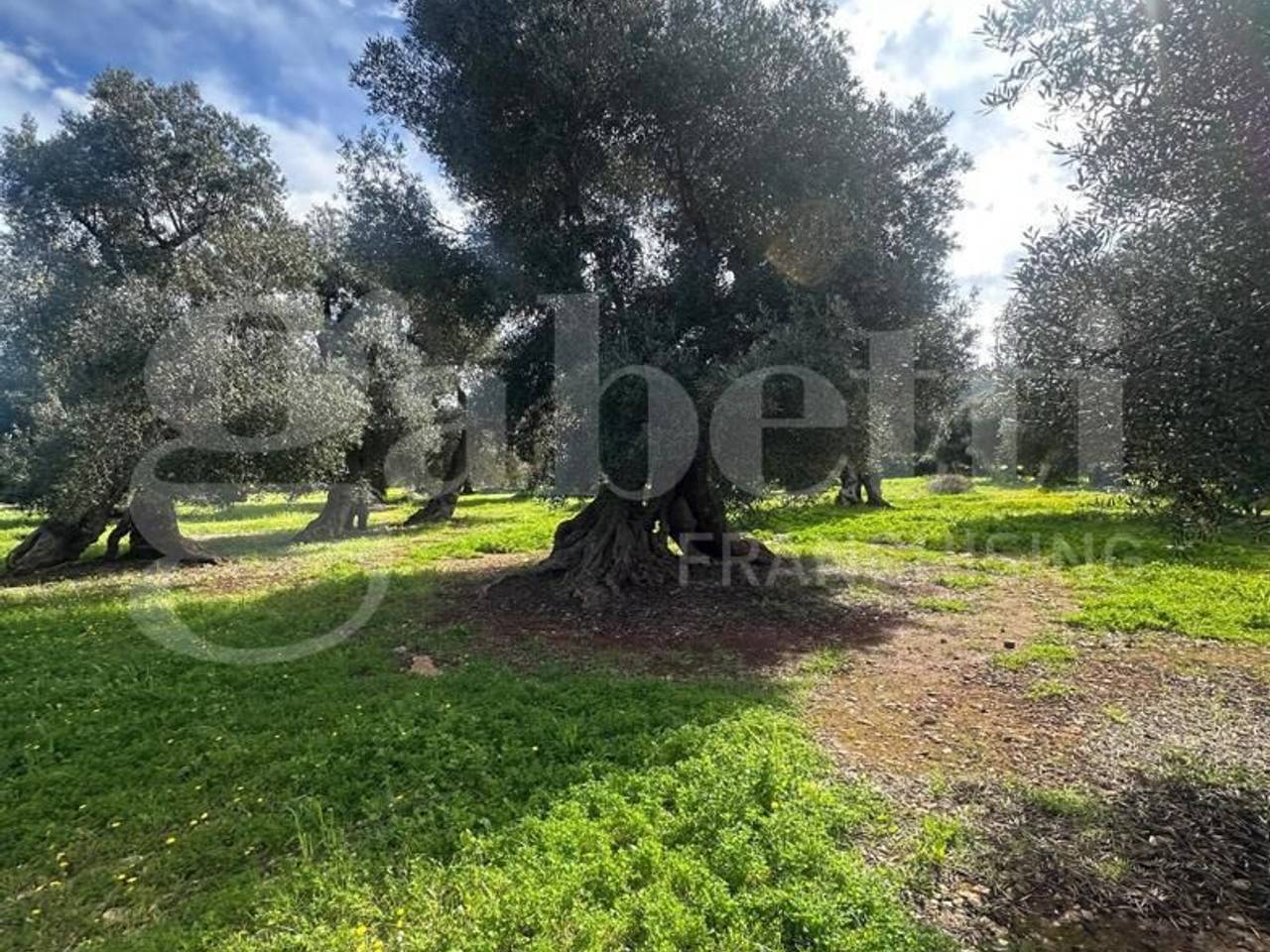 immagine annuncio 1 di 7