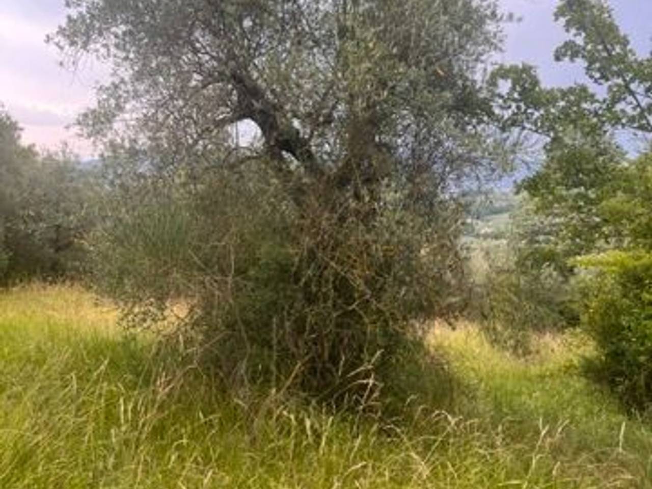 immagine annuncio 1 di 4