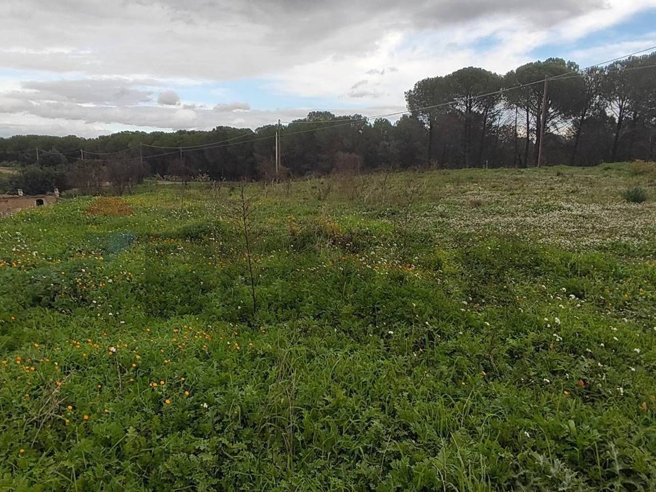 immagine annuncio 10 di 13