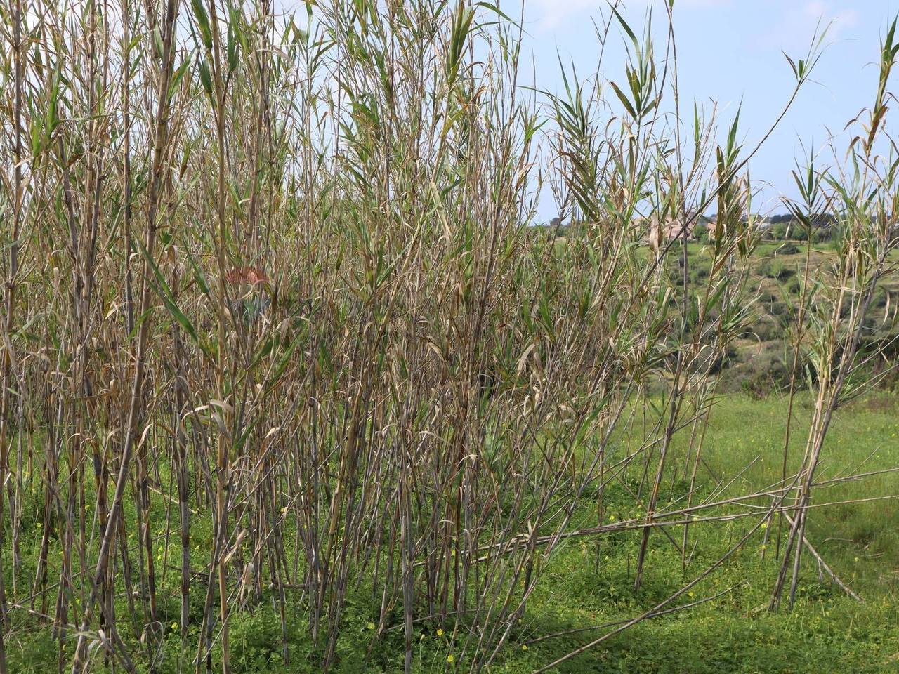 immagine annuncio 5 di 13