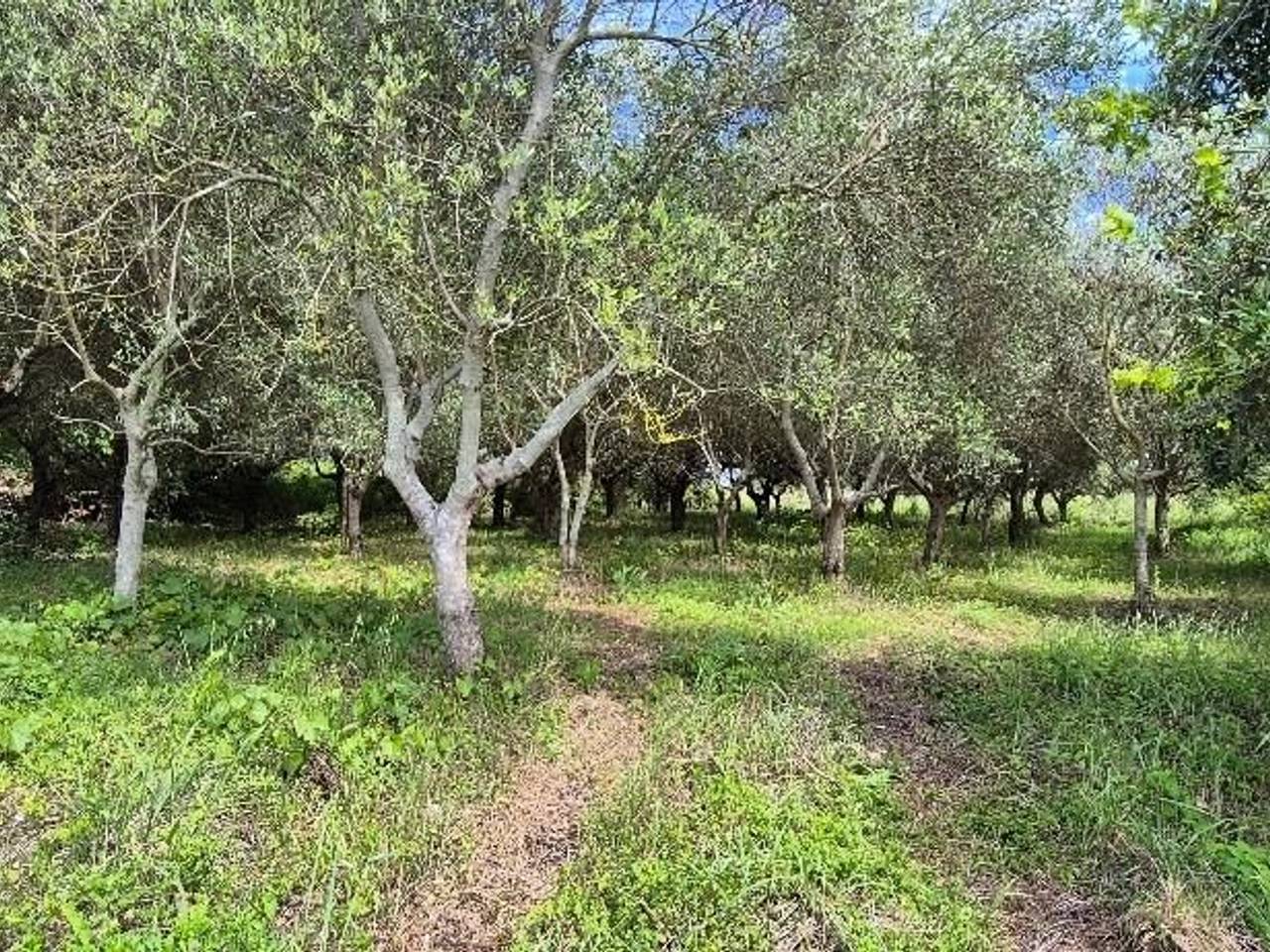terreno agricolo in vendita a Cascina in zona Visignano