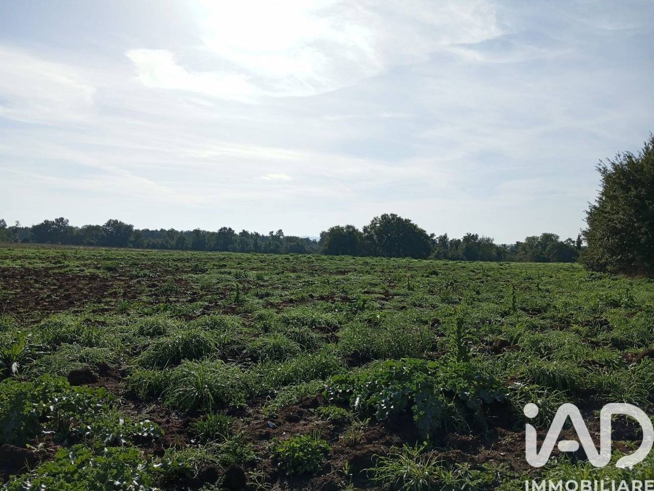 immagine annuncio 5 di 9