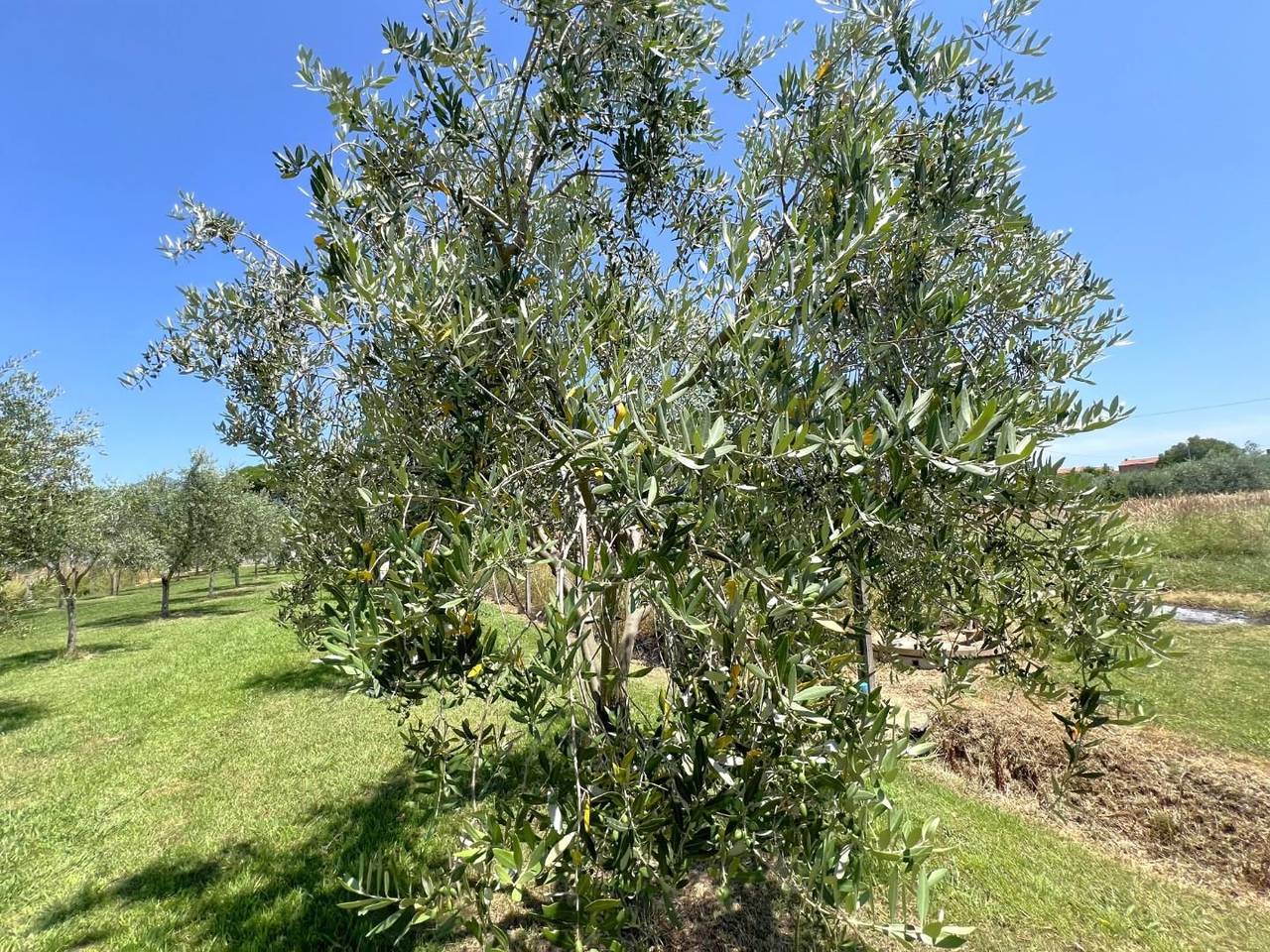 immagine annuncio 11 di 13