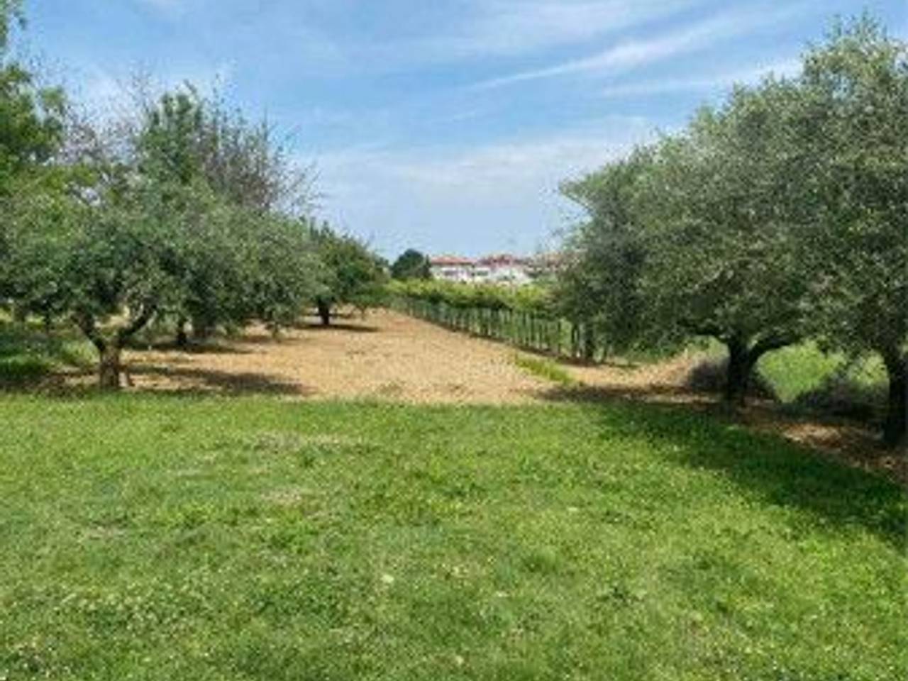 immagine annuncio 6 di 9