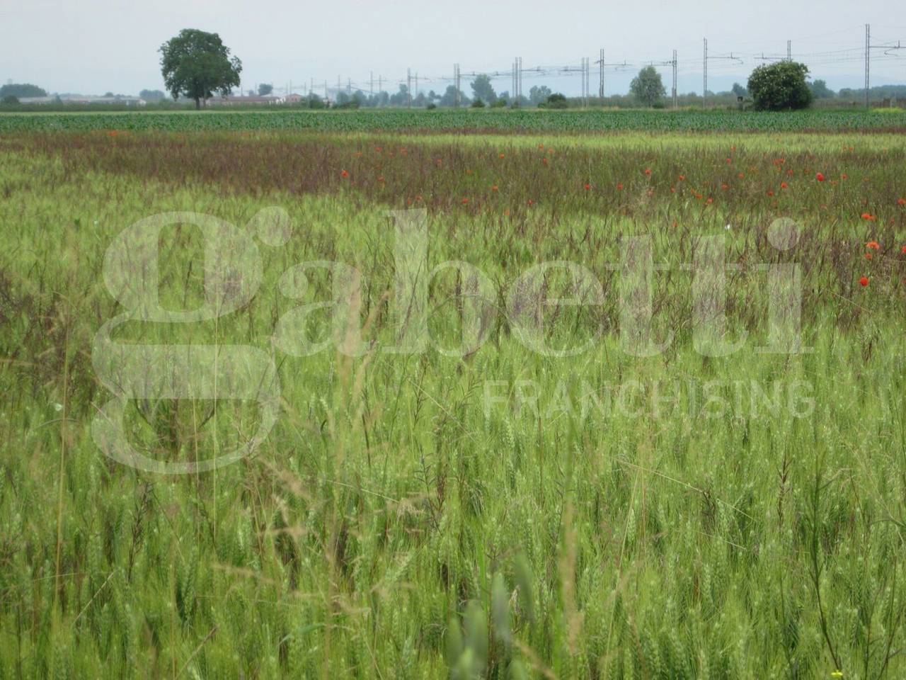 immagine annuncio 7 di 12