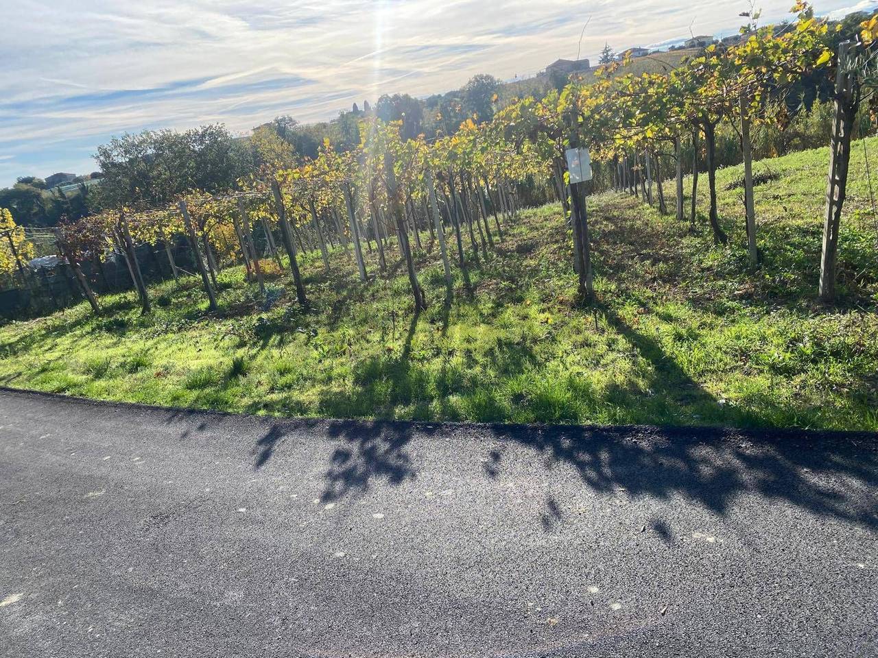 immagine annuncio 6 di 7