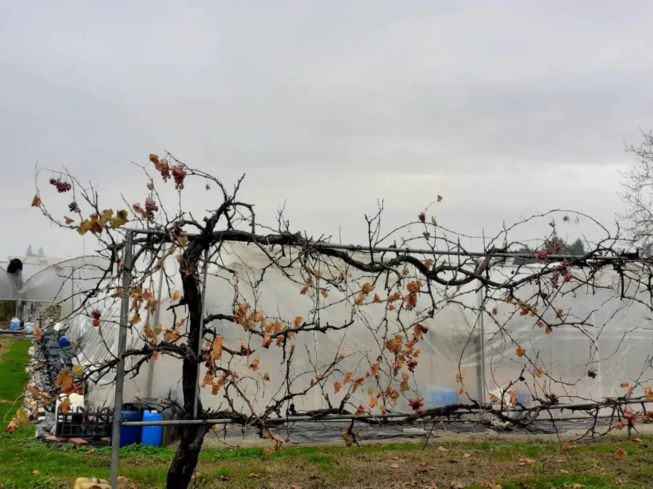 Azienda agricola in , San Benedetto Po, {3} - Foto 1